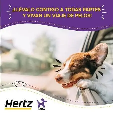 Viaja con tu mascota con hasta 60% Off al reservar tu auto en línea con esta oferta Hertz